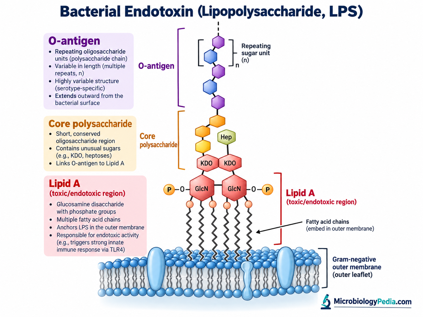 LPS structure showing O-antigen, core polysaccharide, and Lipid A anchored in a Gram-negative outer membrane